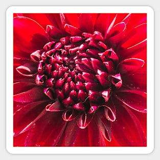 Red Dahlia Sticker